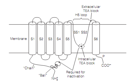 1528_Channel molecular biology 1.png